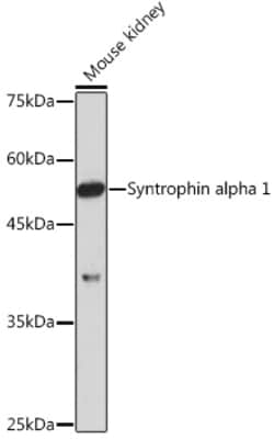 Syntrophin alpha-1 Recombinant Rabbit Monoclonal Antibody (3B10G10), Invitrogen