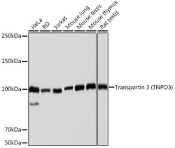 Invitrogen TNPO3 Recombinant Rabbit Monoclonal Antibody (0U3Q1) 100 &mu;L;
