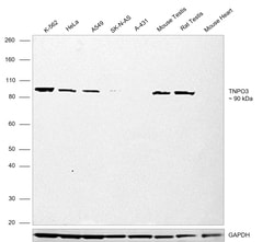 Invitrogen TNPO3 Recombinant Rabbit Monoclonal Antibody (0U3Q1) 100 &mu;L;