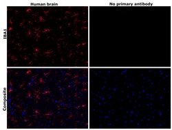 Invitrogen IBA1 Recombinant Rabbit Monoclonal Antibody (6X3D0) 100 &mu;L;