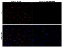 Invitrogen IBA1 Recombinant Rabbit Monoclonal Antibody (6X3D0) 100 &mu;L;