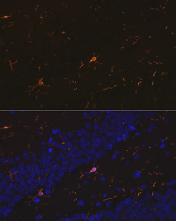 Invitrogen IBA1 Recombinant Rabbit Monoclonal Antibody (6X3D0) 100 &mu;L;