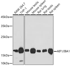 Invitrogen IBA1 Recombinant Rabbit Monoclonal Antibody (6X3D0) 100 &mu;L;