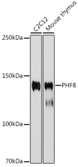 Invitrogen PHF8 Recombinant Rabbit Monoclonal Antibody (2H9D4) 100 &mu;L;