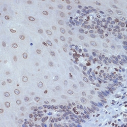 Invitrogen UNC84B Recombinant Rabbit Monoclonal Antibody (8E8D7) 100 &mu;L;
