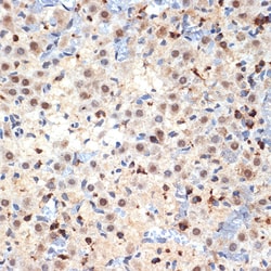 Invitrogen Cdc40 Recombinant Rabbit Monoclonal Antibody (2I8I7) 100 &mu;L;