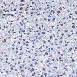 Invitrogen Cdc40 Recombinant Rabbit Monoclonal Antibody (2I8I7) 100 &mu;L;