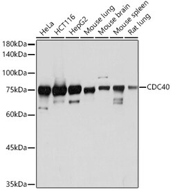 Invitrogen Cdc40 Recombinant Rabbit Monoclonal Antibody (2I8I7) 100 &mu;L;