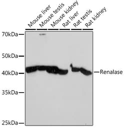 Invitrogen Renalase Recombinant Rabbit Monoclonal Antibody (9A5T7) 100