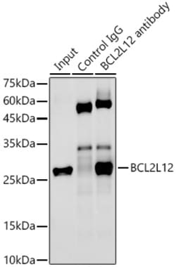 Invitrogen BCL2L12 Recombinant Rabbit Monoclonal Antibody (4Z2Z8) 100 &mu;L | Buy Online | Invitrogen&trade; | Fisher Scientific