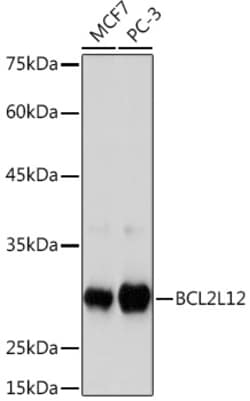 Invitrogen BCL2L12 Recombinant Rabbit Monoclonal Antibody (4Z2Z8) 100 &mu;L | Buy Online | Invitrogen&trade; | Fisher Scientific