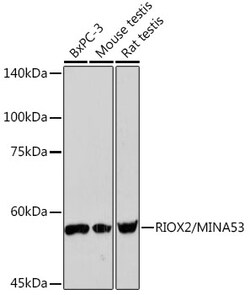 Invitrogen MINA53 Recombinant Rabbit Monoclonal Antibody (4E6G6) 100 &mu;L;