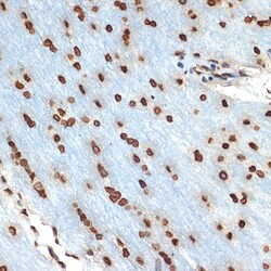 Invitrogen&trade;&nbsp;Histone H2B Recombinant Rabbit Monoclonal Antibody (3U2P5)