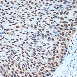 Invitrogen&trade;&nbsp;Histone H2B Recombinant Rabbit Monoclonal Antibody (3U2P5)