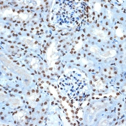 Invitrogen&trade;&nbsp;Histone H2B Recombinant Rabbit Monoclonal Antibody (3U2P5)