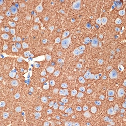 Invitrogen Syntaxin 1 Recombinant Rabbit Monoclonal Antibody (7D9V8) 100 &mu;L | Buy Online | Invitrogen&trade; | Fisher Scientific