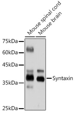 Invitrogen Syntaxin 1 Recombinant Rabbit Monoclonal Antibody (7D9V8) 100 &mu;L | Buy Online | Invitrogen&trade; | Fisher Scientific