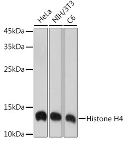 Invitrogen Histone H4 Recombinant Rabbit Monoclonal Antibody (4R4N3) 100