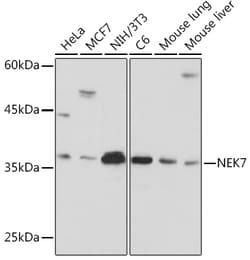 Invitrogen NEK7 Recombinant Rabbit Monoclonal Antibody (7Y3B10) 100 &mu;L;