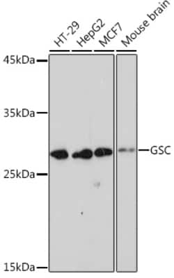 Invitrogen GSC Recombinant Rabbit Monoclonal Antibody (6M7M6) 100 &mu;L | Buy Online | Invitrogen&trade; | Fisher Scientific