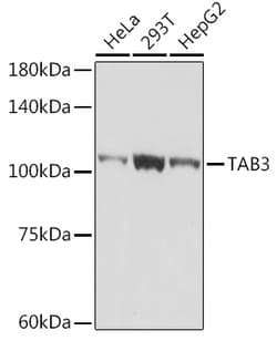 Invitrogen TAB3 Recombinant Rabbit Monoclonal Antibody (3Y6T7) 100 &mu;L;