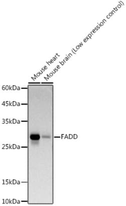 Invitrogen FADD Recombinant Rabbit Monoclonal Antibody (10L6M0) 100 &mu;L;