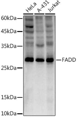 Invitrogen FADD Recombinant Rabbit Monoclonal Antibody (10L6M0) 100 &mu;L;