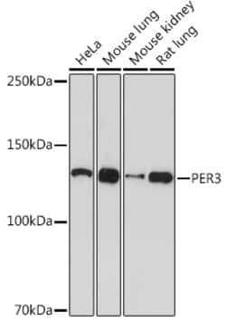 Invitrogen PER3 Recombinant Rabbit Monoclonal Antibody (9I3I6) 100 &mu;L;