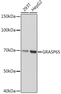 Invitrogen GRASP65 Recombinant Rabbit Monoclonal Antibody (3F2I1) 100 &mu;L;