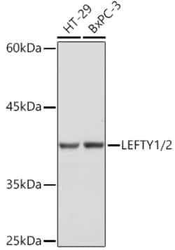 Invitrogen Lefty1/Lefty2 Recombinant Rabbit Monoclonal Antibody (2Y10P2)