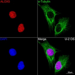 Invitrogen ALOX5 Recombinant Rabbit Monoclonal Antibody (5C5Z2) 100 &mu;L;