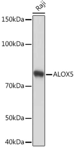 Invitrogen ALOX5 Recombinant Rabbit Monoclonal Antibody (5C5Z2) 100 &mu;L;