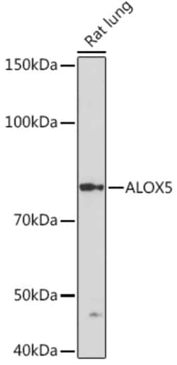 Invitrogen ALOX5 Recombinant Rabbit Monoclonal Antibody (5C5Z2) 100 &mu;L;