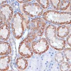 CLPP Recombinant Rabbit Monoclonal Antibody (ARC1929), Invitrogen 100 &mu;L;