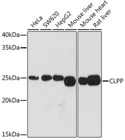 CLPP Recombinant Rabbit Monoclonal Antibody (ARC1929), Invitrogen 100 &mu;L;