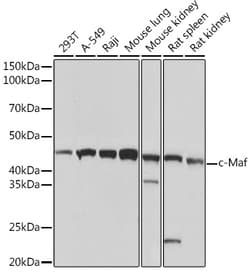 Invitrogen c-MAF Recombinant Rabbit Monoclonal Antibody (1V7W3) 100 &mu;L;