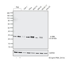 Invitrogen 4-1BB Ligand Recombinant Rabbit Monoclonal Antibody (8E5D6)