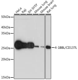 Invitrogen 4-1BB Ligand Recombinant Rabbit Monoclonal Antibody (8E5D6)