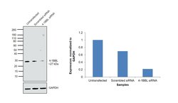Invitrogen 4-1BB Ligand Recombinant Rabbit Monoclonal Antibody (8E5D6)