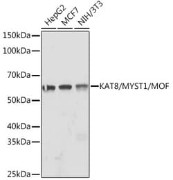 Invitrogen MYST1 Recombinant Rabbit Monoclonal Antibody (6U5Z6) 100 &mu;L;