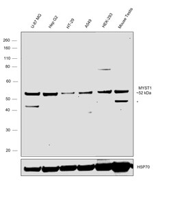 Invitrogen MYST1 Recombinant Rabbit Monoclonal Antibody (6U5Z6) 100 &mu;L;