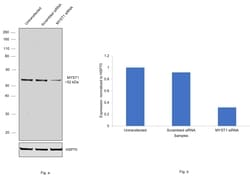 Invitrogen MYST1 Recombinant Rabbit Monoclonal Antibody (6U5Z6) 100 &mu;L;