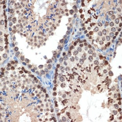 Invitrogen eIF3e Recombinant Rabbit Monoclonal Antibody (3H4N2) 100 &mu;L;
