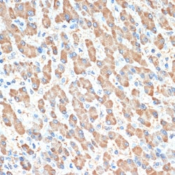 Invitrogen PON1 Recombinant Rabbit Monoclonal Antibody (4X7X2) 100 &mu;L;
