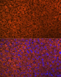 Invitrogen PON1 Recombinant Rabbit Monoclonal Antibody (4X7X2) 100 &mu;L;