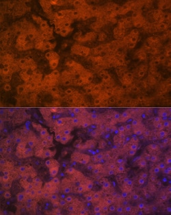 Invitrogen PON1 Recombinant Rabbit Monoclonal Antibody (4X7X2) 100 &mu;L;