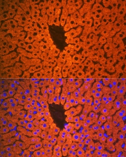 Invitrogen PON1 Recombinant Rabbit Monoclonal Antibody (4X7X2) 100 &mu;L;