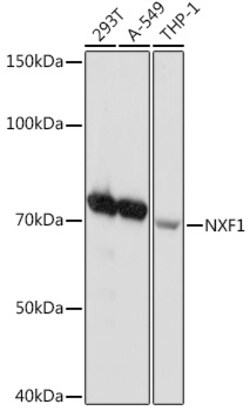 Invitrogen TAP Recombinant Rabbit Monoclonal Antibody (4U7K3) 100 &mu;L;