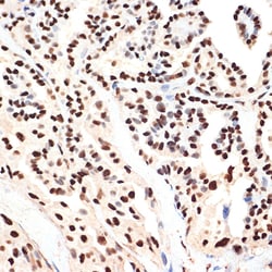 Invitrogen PHAPI2 Recombinant Rabbit Monoclonal Antibody (4A8E5) 100 &mu;L;