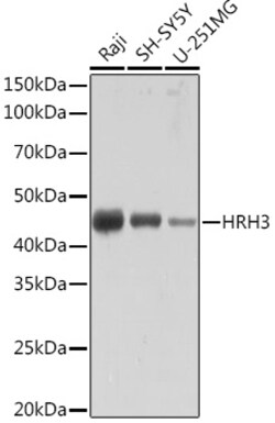 Invitrogen HRH3 Recombinant Rabbit Monoclonal Antibody (7H8E6) 100 &mu;L;